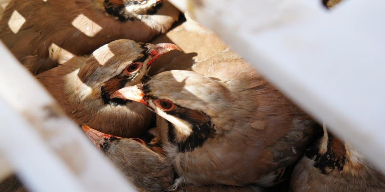 Türkiye’de Konya destekli kene hamlesi