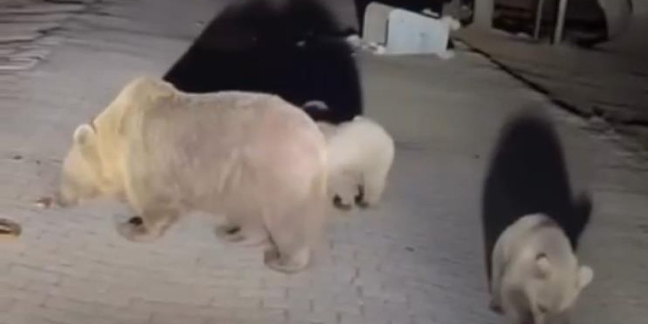 Ayıları fotoğraflamak isteyen vatandaş saldırıya uğradı