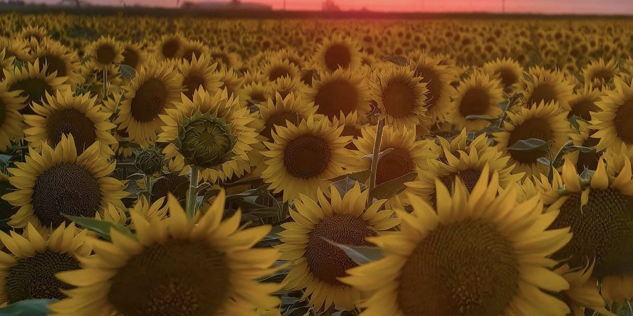 Konya’nın sıcağı uçurmadı, çiftçi endişeli