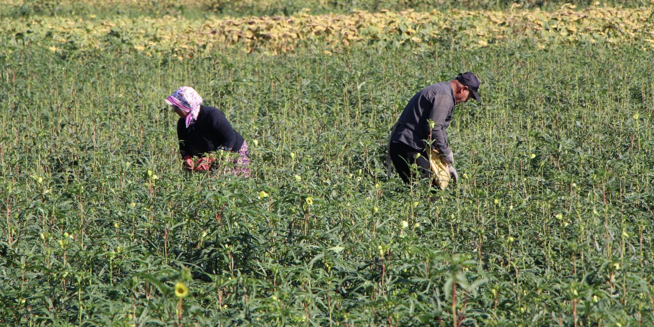 Amasya üretiyor, Konya yiyor