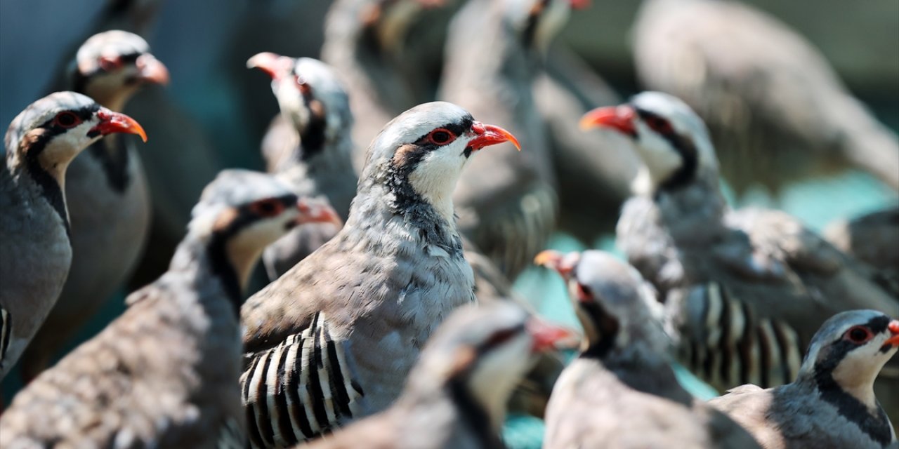 Keneyle mücadele eden keklikler Konya’dan kanat açıyor