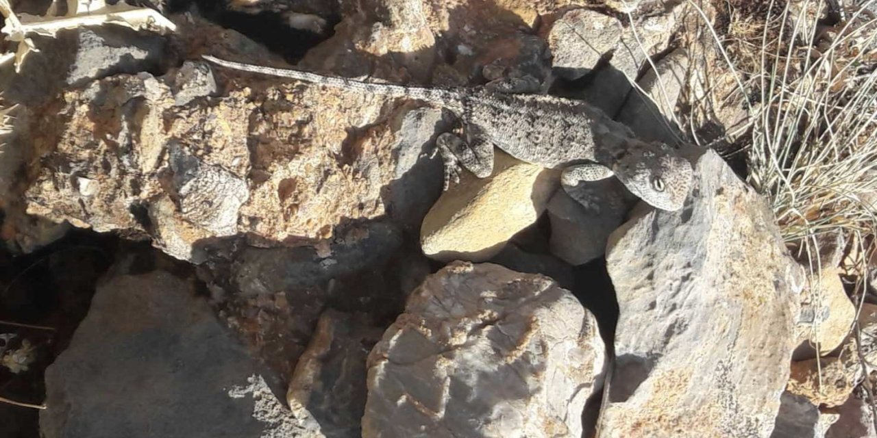 Kırmızı listedeki "Bozkır Keleri" çobana yakalandı