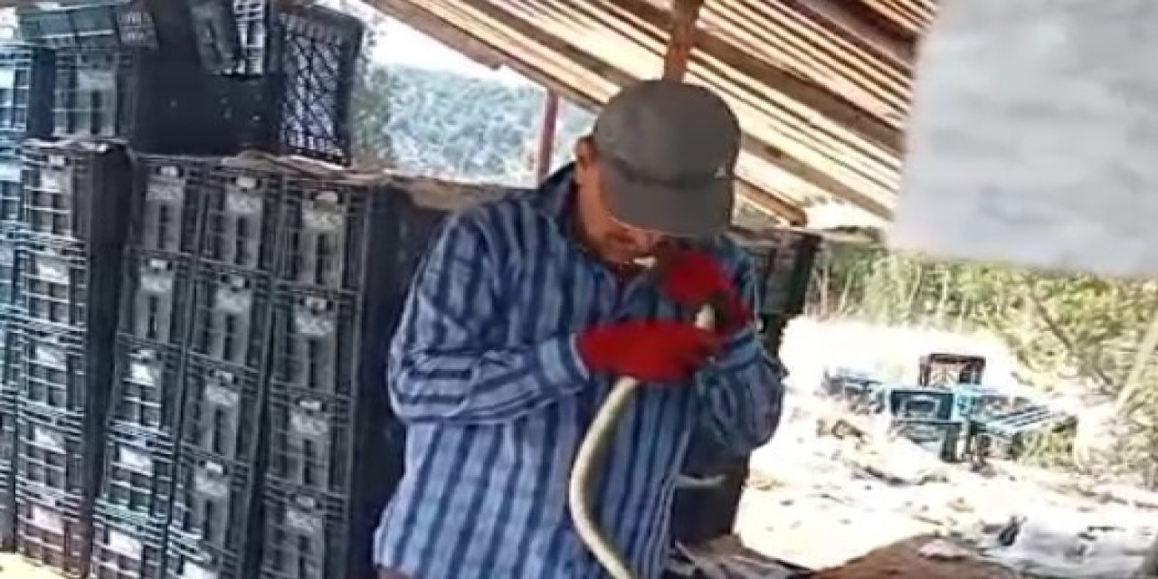 Çiftçinin yılana yaptığı akıllara durgunluk getirdi