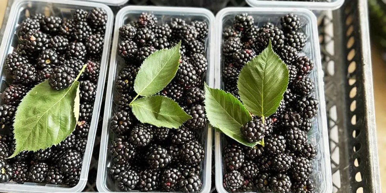 Konya’da siyah inci hasatı başladı