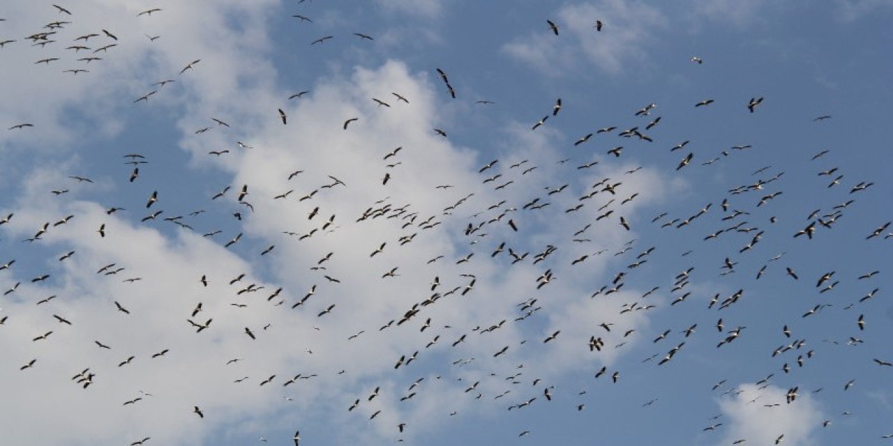 Konya'nın kanatlı gurbetçileri Afrika yolculuğunu başlattı
