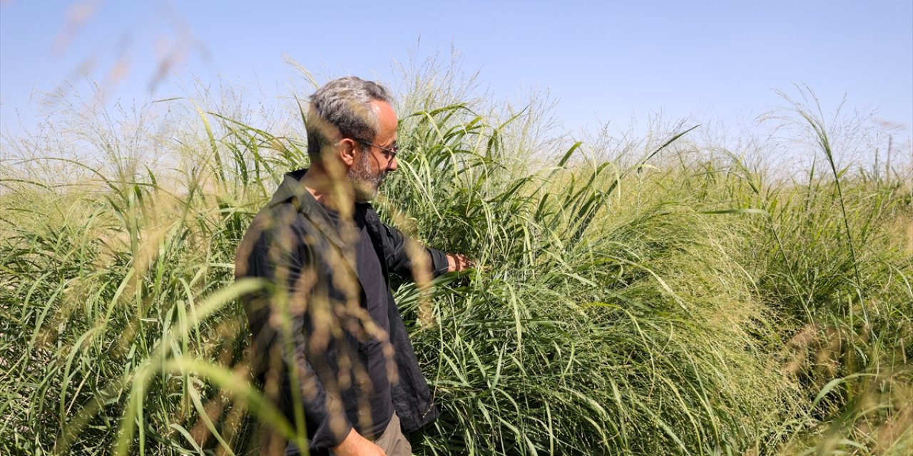 Konya çiftçisinin hayali gerçek oldu! Bir kez ek, 15 yıl biç