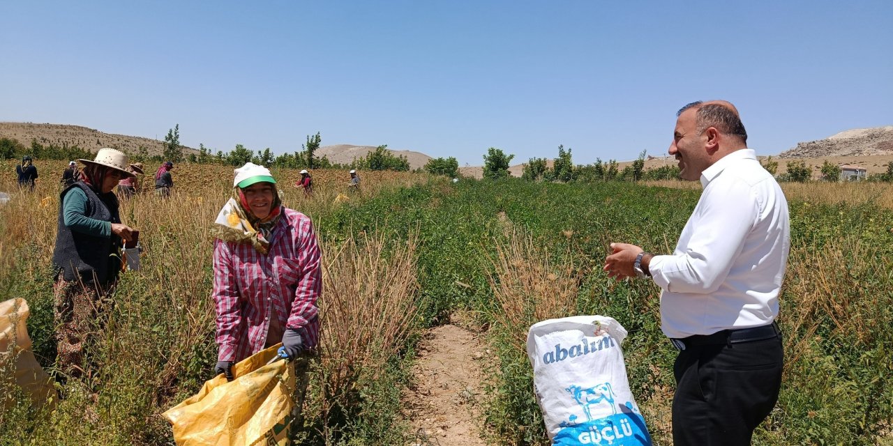 Konya’da havuç tohumu hasadı başladı