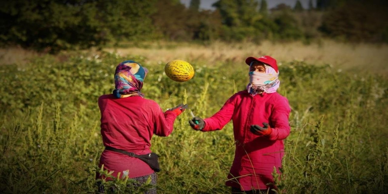 Konya’nın lezzet topunda hasat başladı, fiyat belli oldu