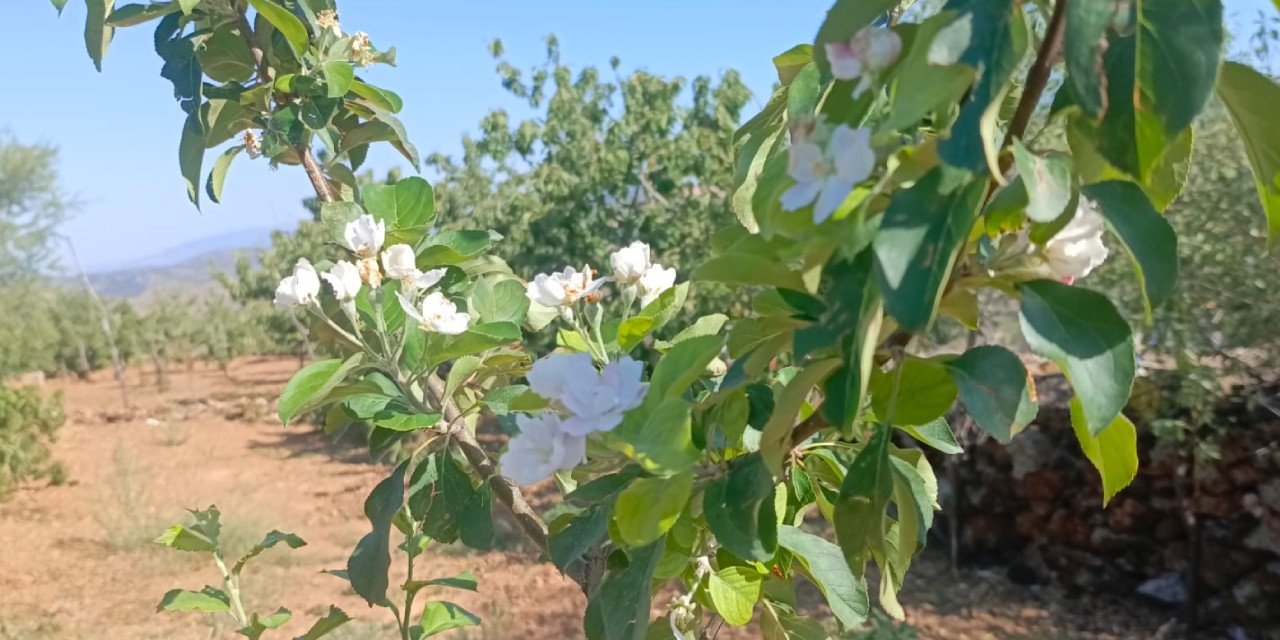 Konya'da çiftçileri hayrete düşüren olay! Böylesi ilk kez görüldü