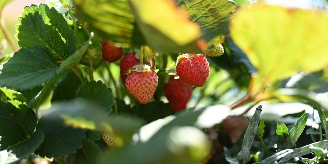 Türkiye 3’üncüsü olan Konya’da çilek sezonu başladı