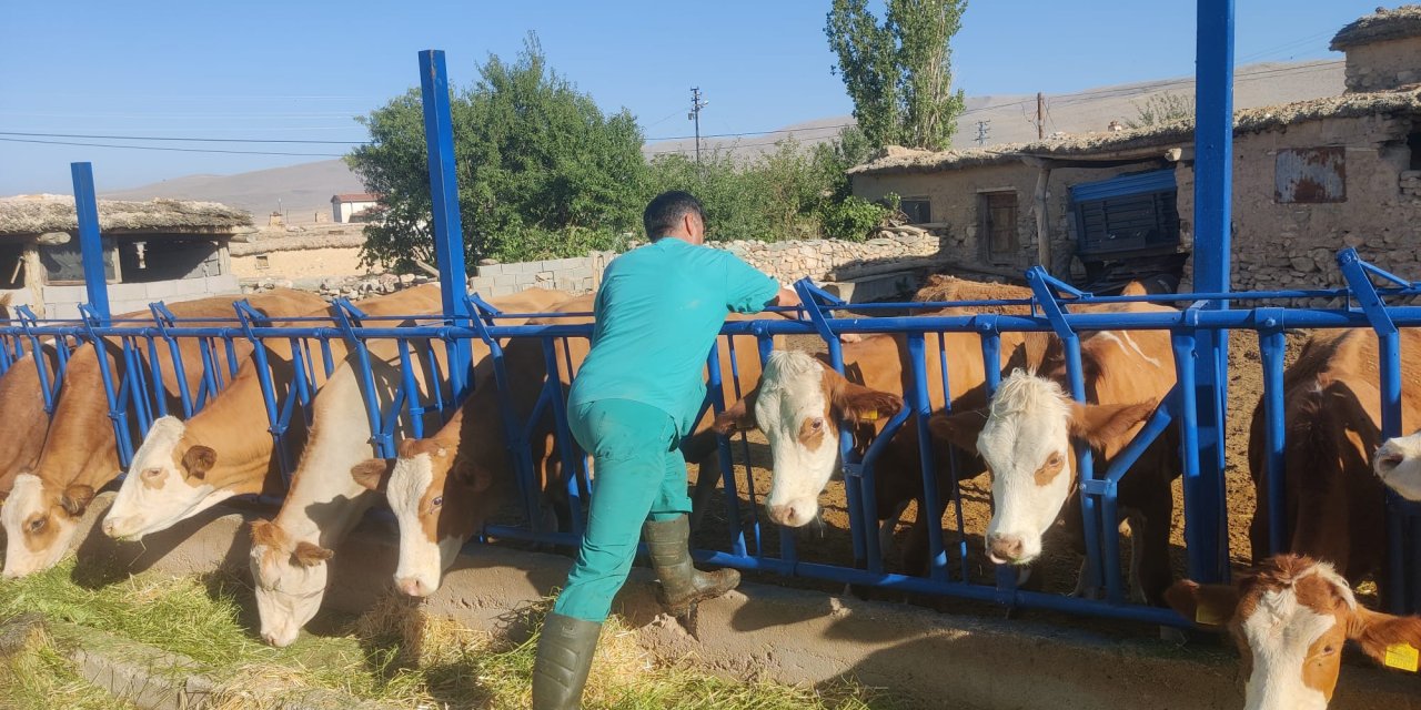 Şap baskılandı, 8 ilde hayvan pazarları açılıyor