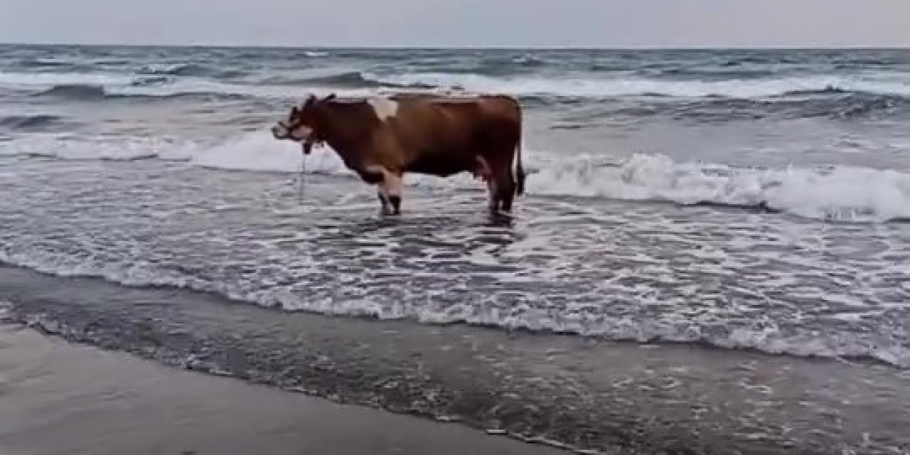 Sıcaktan bunalan inek soluğu denizde aldı