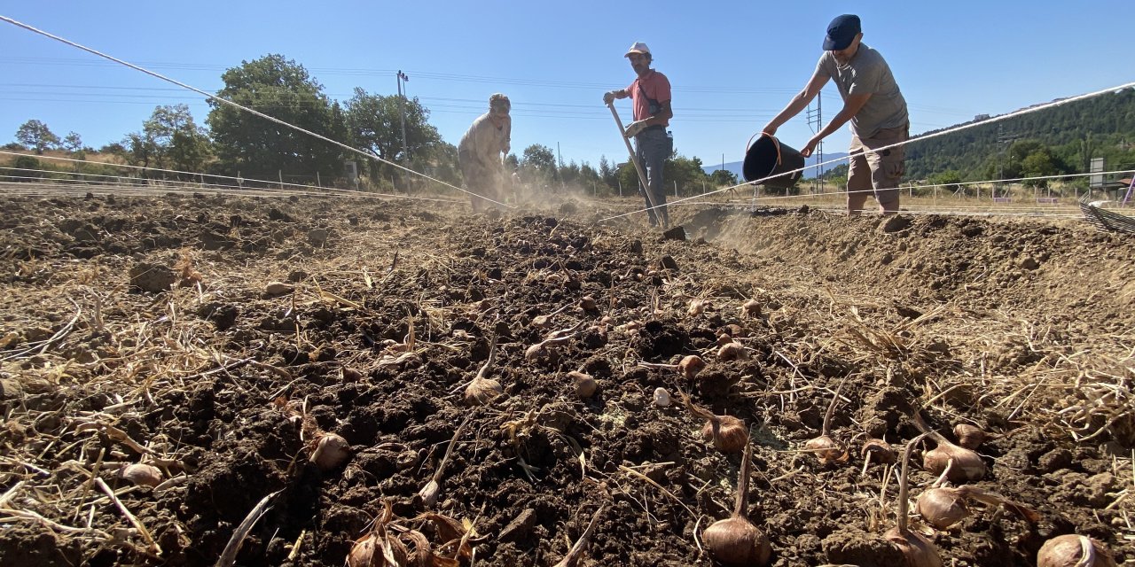 Bir ilçemize de adını veriyor, kilosu 450 bin TL! Ekim başladı