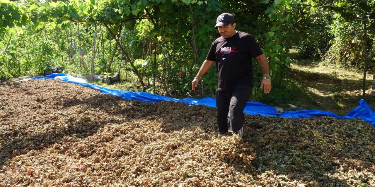 Fındıklarını çalanı görünce şaşkına döndü