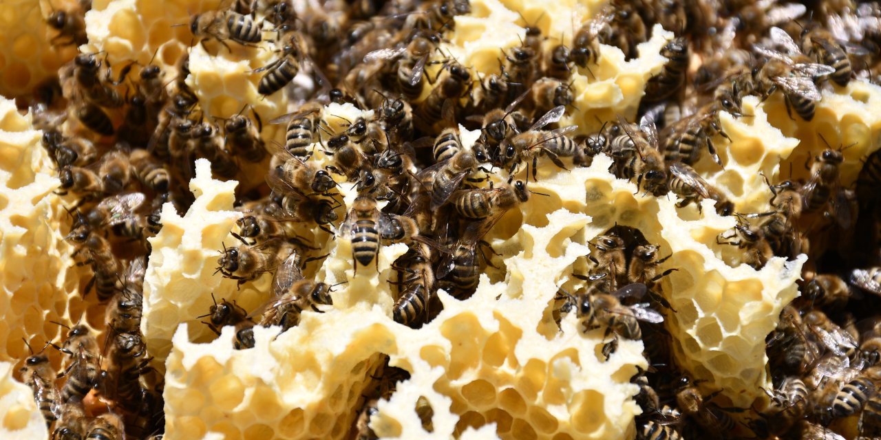 Doğanın nadir lezzetinde hasat başladı! Kilo fiyatı diğerlerinin 3 katı