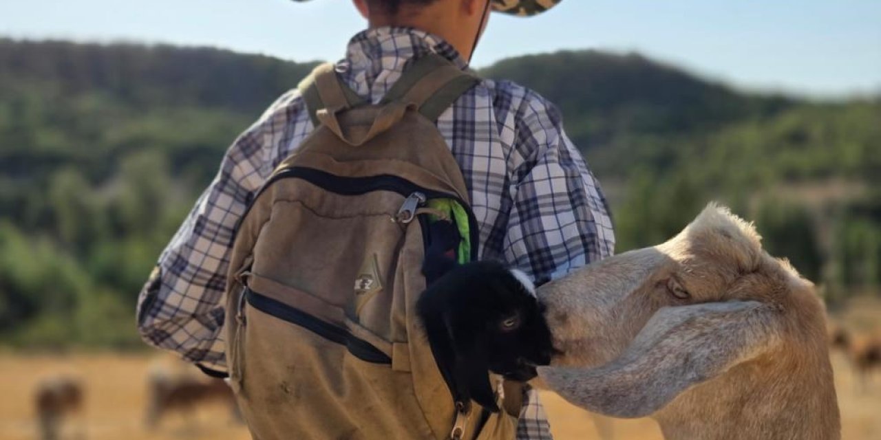 Minik oğlak çantada, annesi yanında