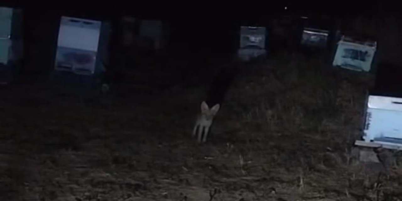 Ayı nöbeti tilki dostluğuna dönüştü