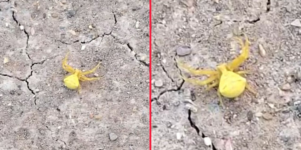 Doğanın kamuflaj ustası avcısı Konya’da ortaya çıktı