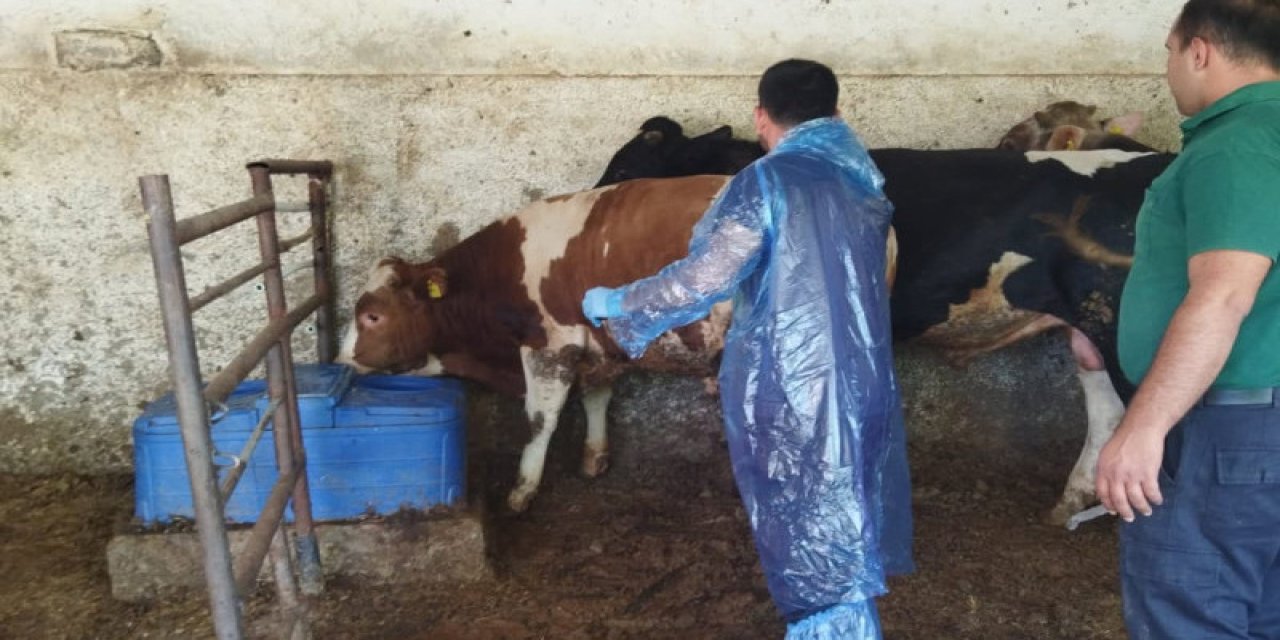 Konya'da şap hastalığı alarmı! Mahalle karantinaya alındı
