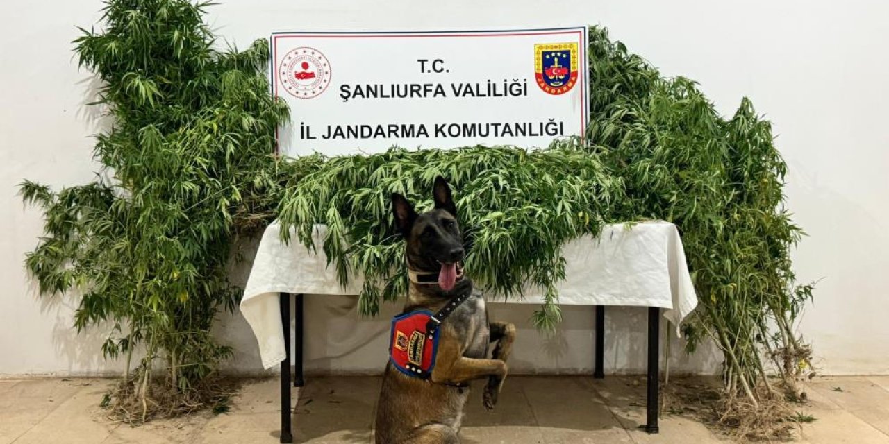 Düzenlenen uyuşturucu operasyonunda 12 kişi gözaltında