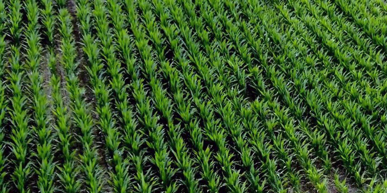 Konya’da mısır tarlasına giren jandarma zehirli gerçeği ortaya çıkardı