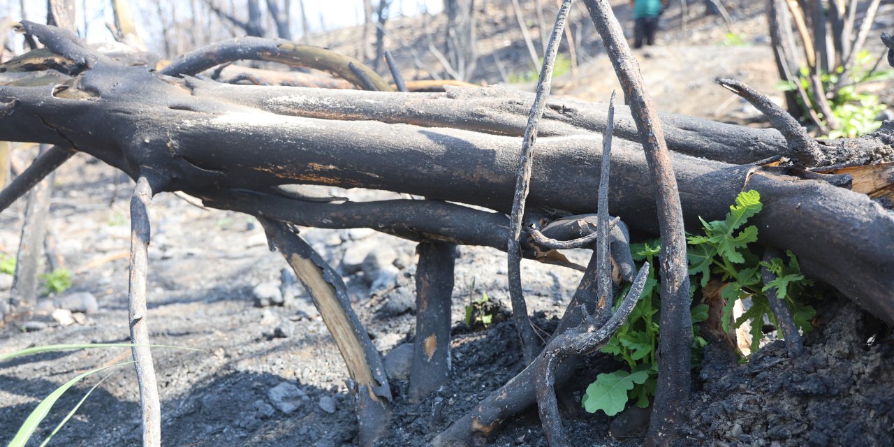 Yanan orman küllerinden doğuyor! Umutlar yeşerdi