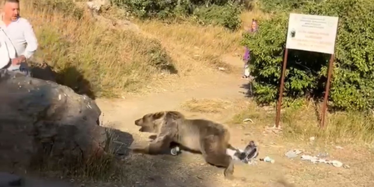 Gezintiye çıkmıştı, kucağındaki bebekle ayı saldırısına uğradı