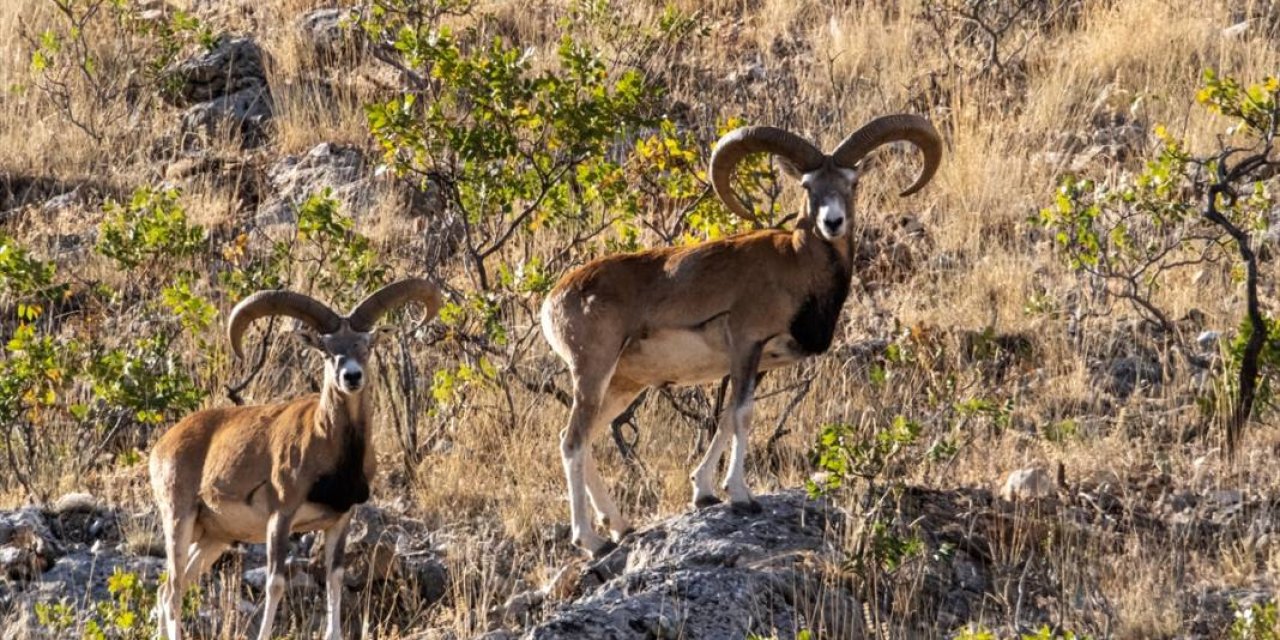 Konya’da av zamanı! Birini vurmak 1,5 milyondan başlıyor