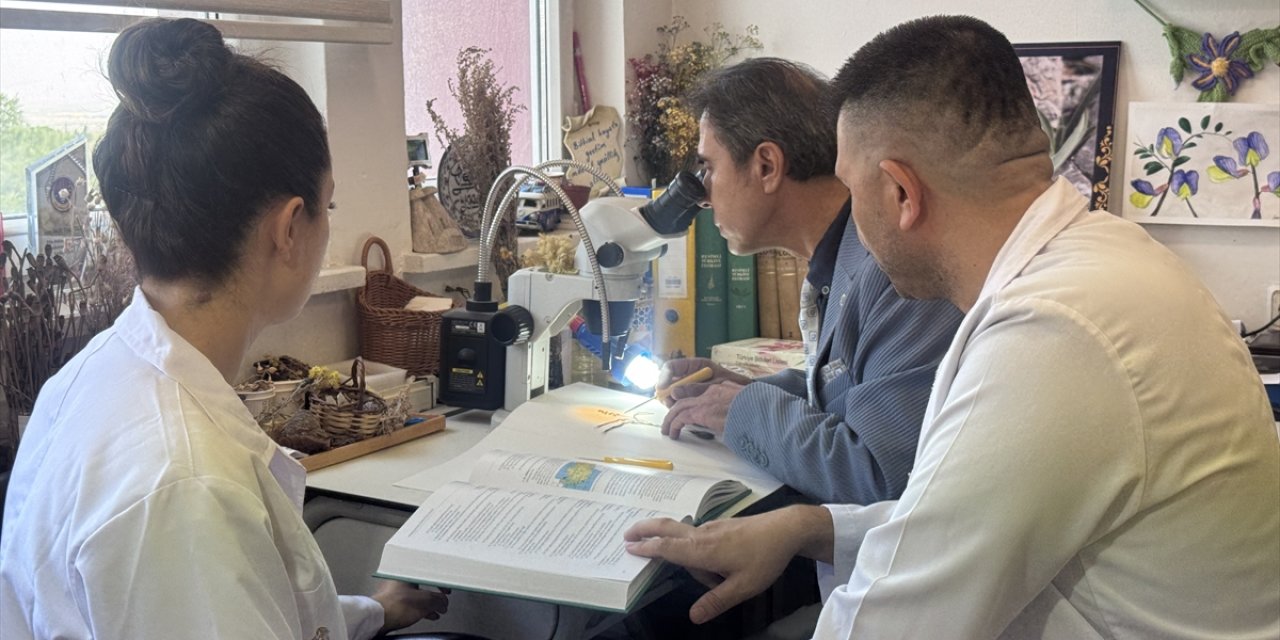 Yeni keşfin adı konyaensis! Yaygın hastalığa iyi geliyor