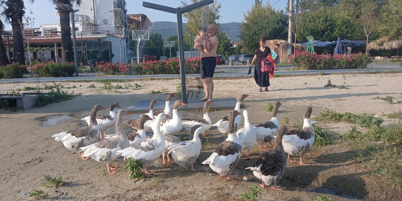 Şartlı tahliye kazları kümesten çıktı: Sahilde tatilcilerle serinliyor