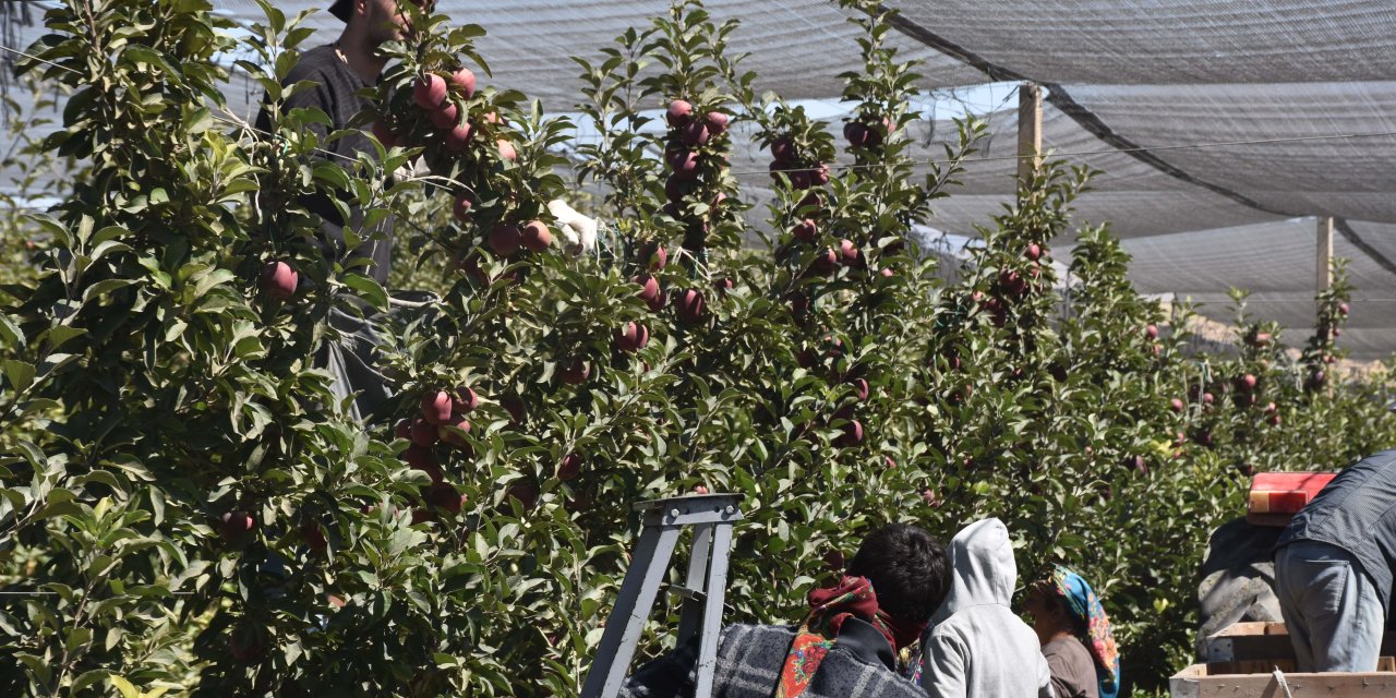Hasat başladı, bir meyve daha cep yakacak