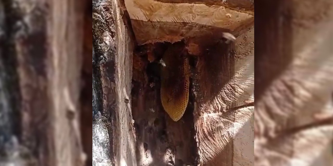 Ağaç kovuğundan çıkan hazine! Kilosu 4 bin TL