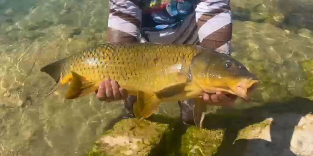 Yakaladığı dev sazanı görünce geri bırakmak zorunda kaldı