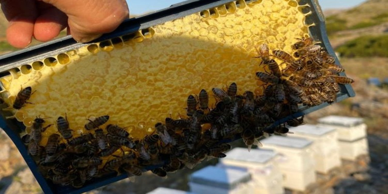 Konya’da bu yıl bal hasadı bereketli geçti