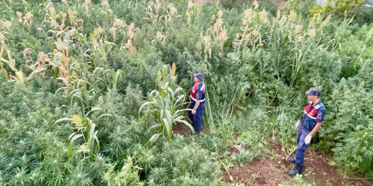 Mısır tarlasına giren jandarma şok eden gerçeği ortaya çıkardı