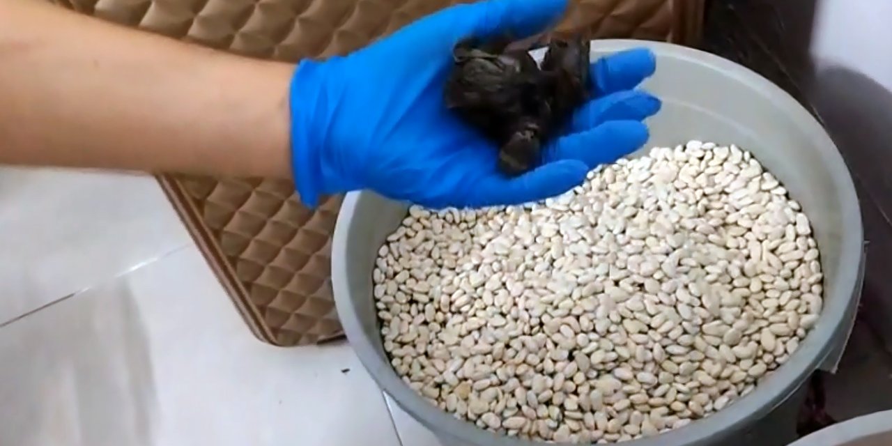 Kuru fasulye kovasından zehir çıktı