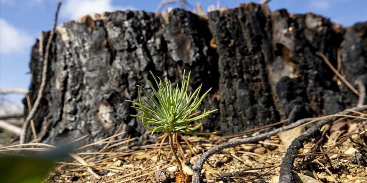 Tarım kredi 62 bin fidanla geleceğe nefes oluyor