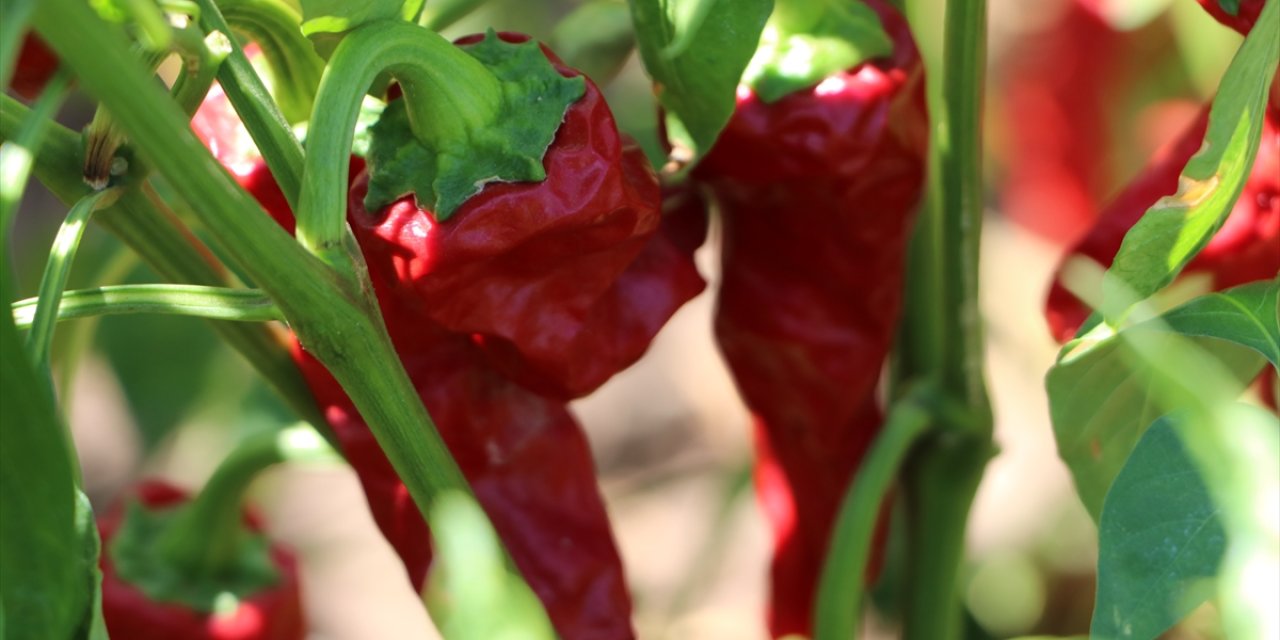 Tarlada hasat, evlerde salça sezonu başladı