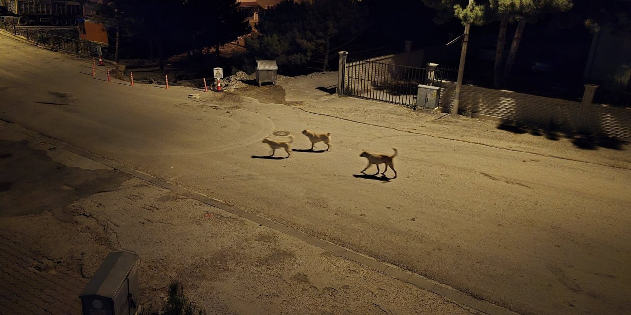Konya’nın bir ilçesinde sokak köpeği korkusu yaşanıyor