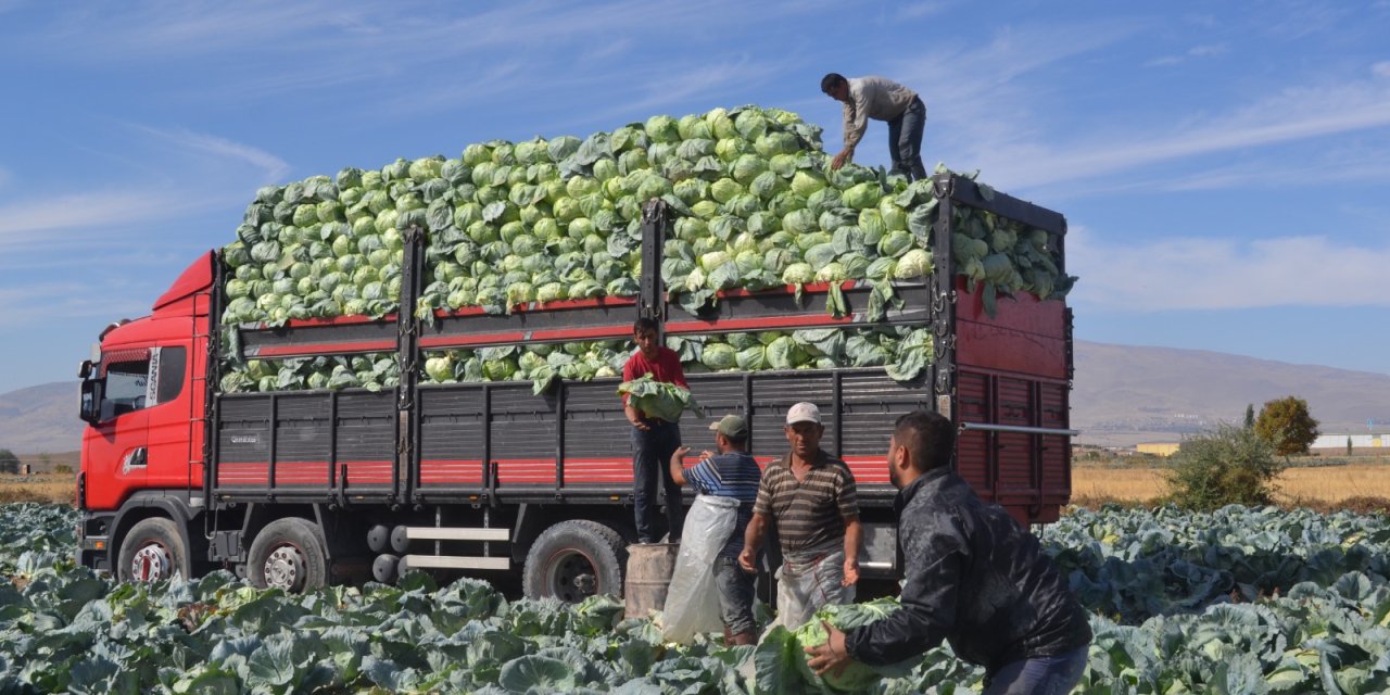 Sofraların incisi beyaz lahana hasadı başladı: Tarlada kilosu 10 lira