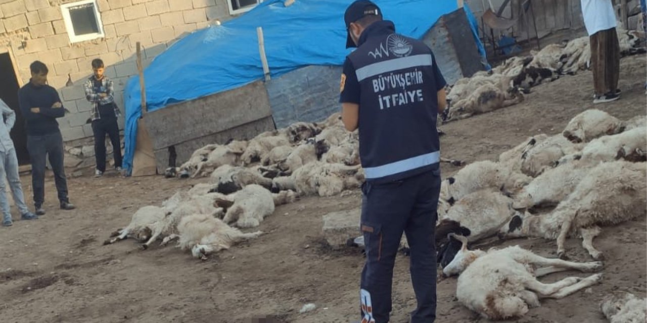 Ahıra giren kurtlar 111 koyunu telef etti