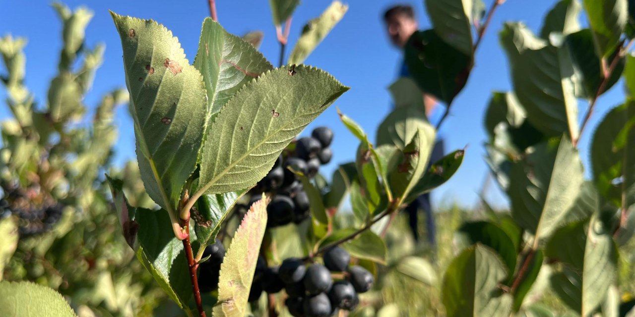 Konya’da çiftçinin yeni umudu bu ilçeden doğuyor