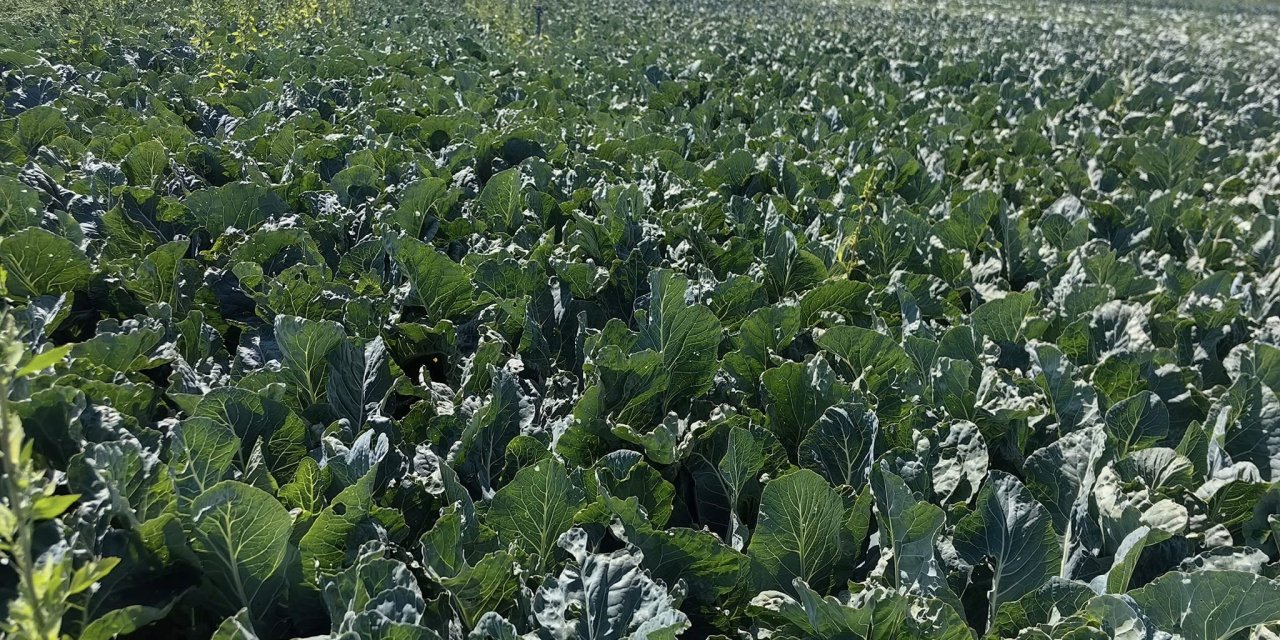Konya çiftçisinin 2 gözde ürününde hasat zamanı