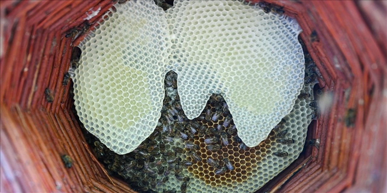 Karakovan bal hasadında yüksek verim