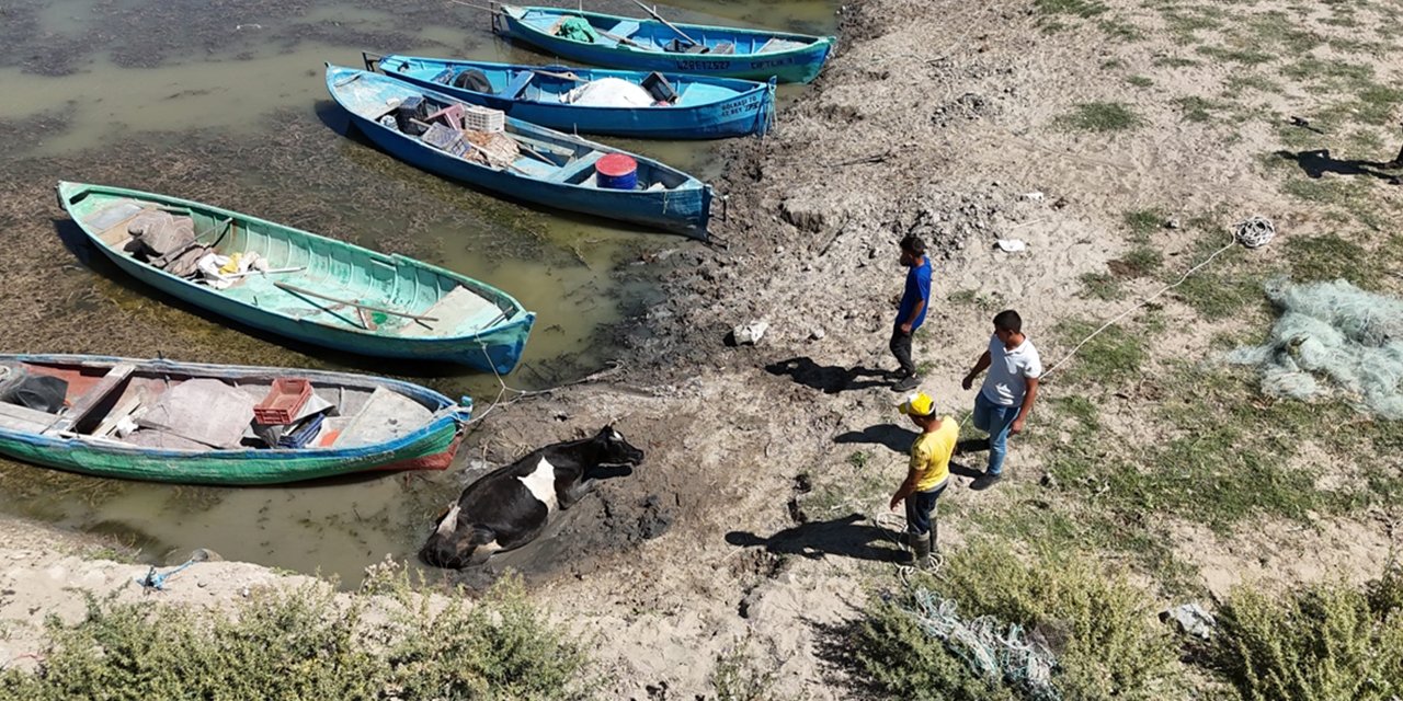 Konya’nın kuruyan gölünde bir inek çamura saplandı
