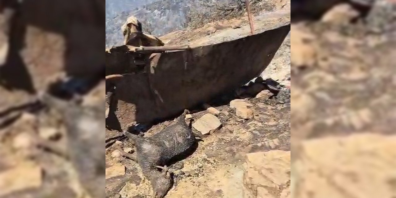 Yangın sonrası acı görüntüler gün yüzüne çıktı