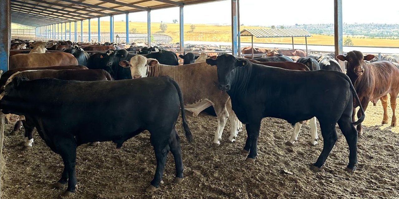 Şap hastalığı nedeniyle kapatılan Konya dahil 38 ildeki hayvan pazarlarıyla ilgili yeni karar