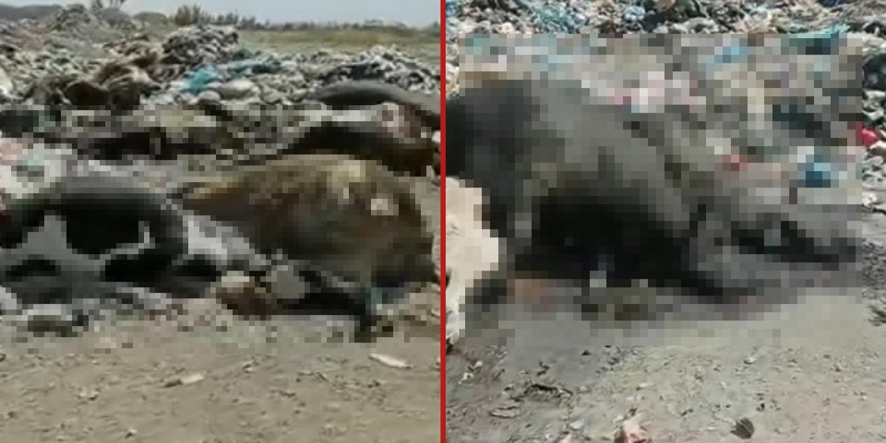 Konya’da skandal görüntü