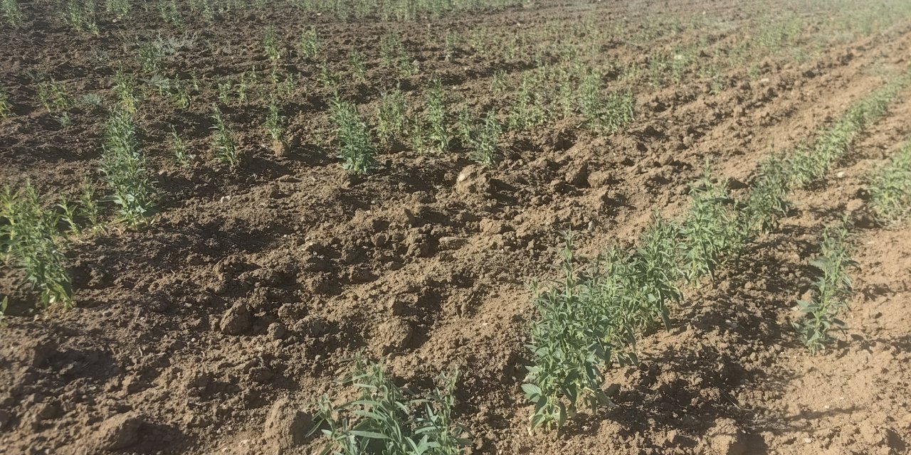 Konya’da susuzluk bir ürünü daha vurdu