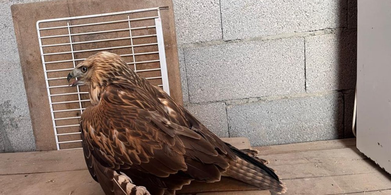 Konya’da yonca tarlasında yaralı kızıl şahin bulundu